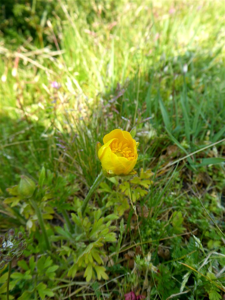 Ranunculus paludosus Poir., 1789