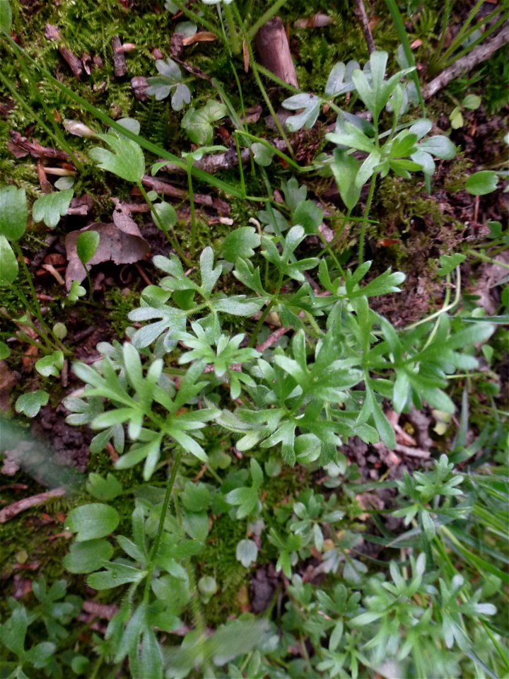 Ranunculus paludosus Poir., 1789