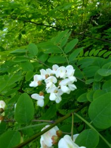 Robinia pseudoacacia L., 1753