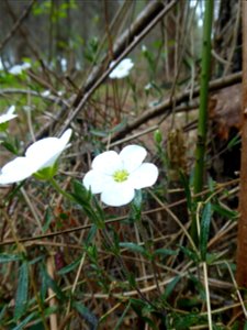 Arenaria montana L., 1755