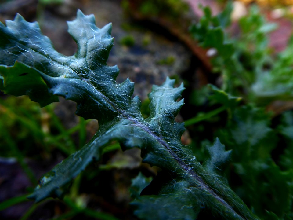 Senecio vulgaris L., 1753