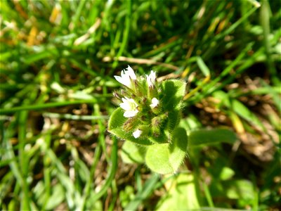 Cerastium glomeratum Thuill., 1799