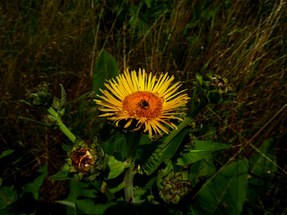 Inula helenium L., 1753