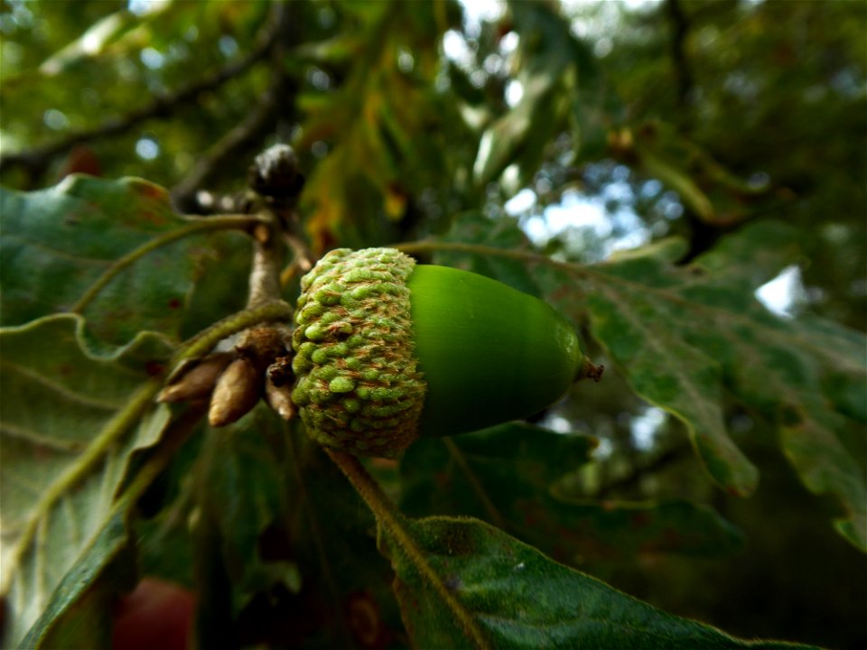 Quercus pyrenaica Willd., 1805