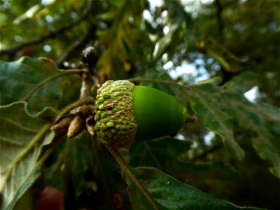 Quercus pyrenaica Willd., 1805