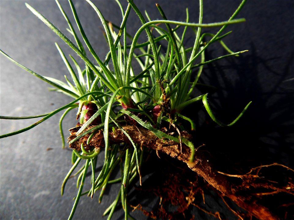 Plantago holosteum Scop., 1771