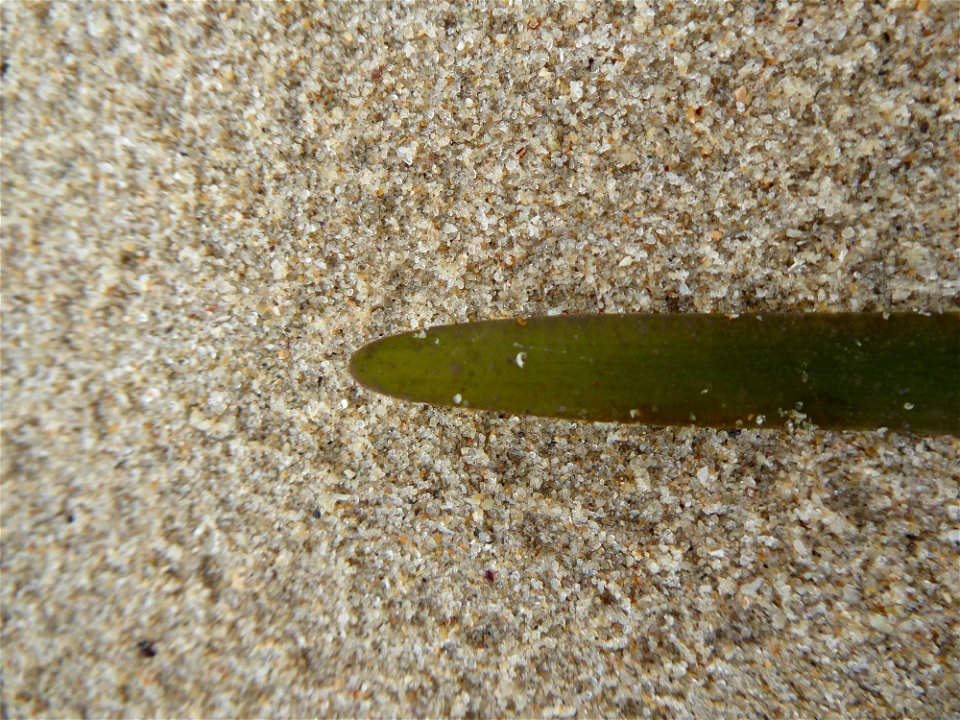 Zostera marina L., 1753