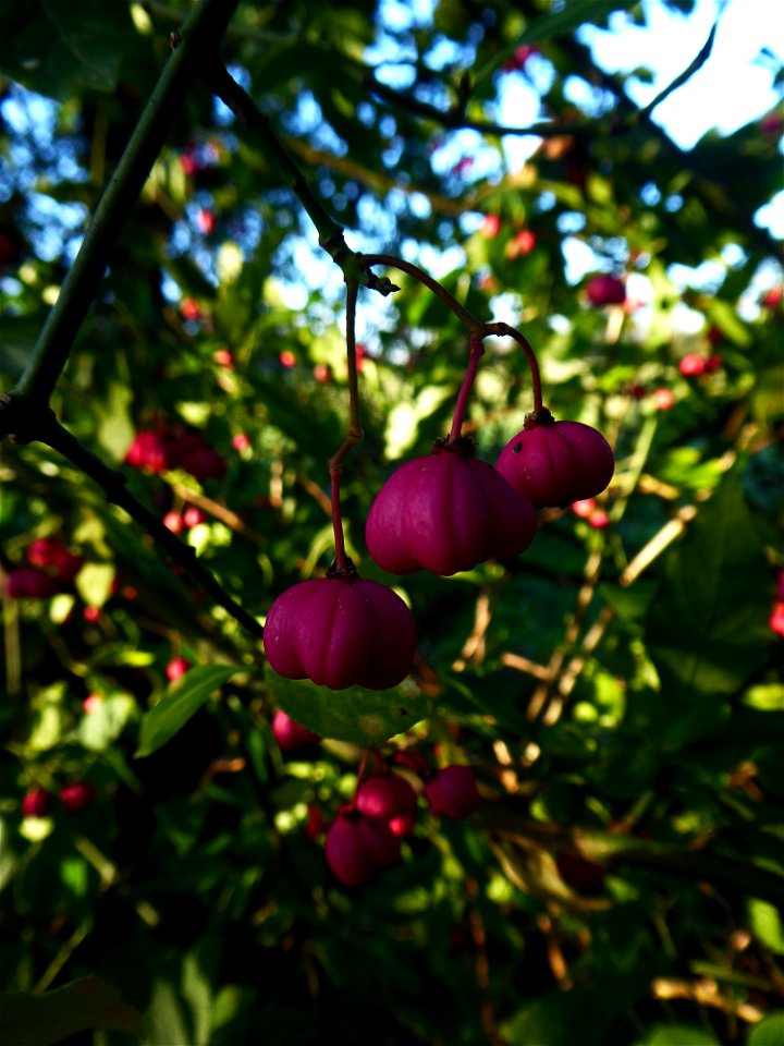 Euonymus europaeus L., 1753