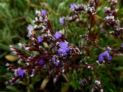 Limonium vulgare Mill., 1768