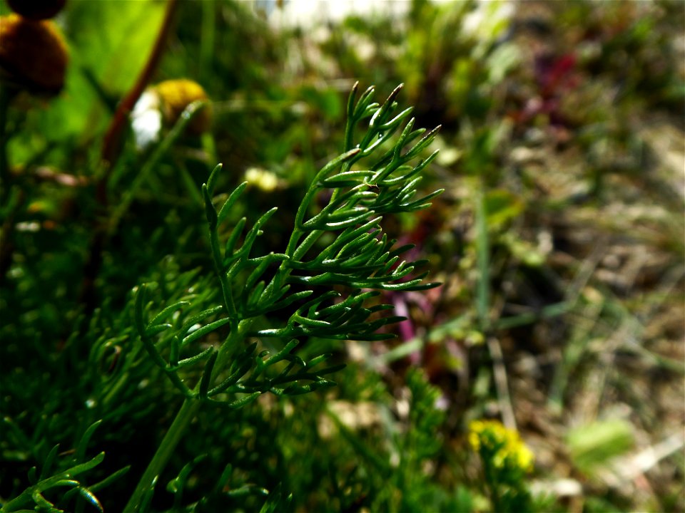 Tripleurospermum inodorum (L.) Sch.Bip., 1844