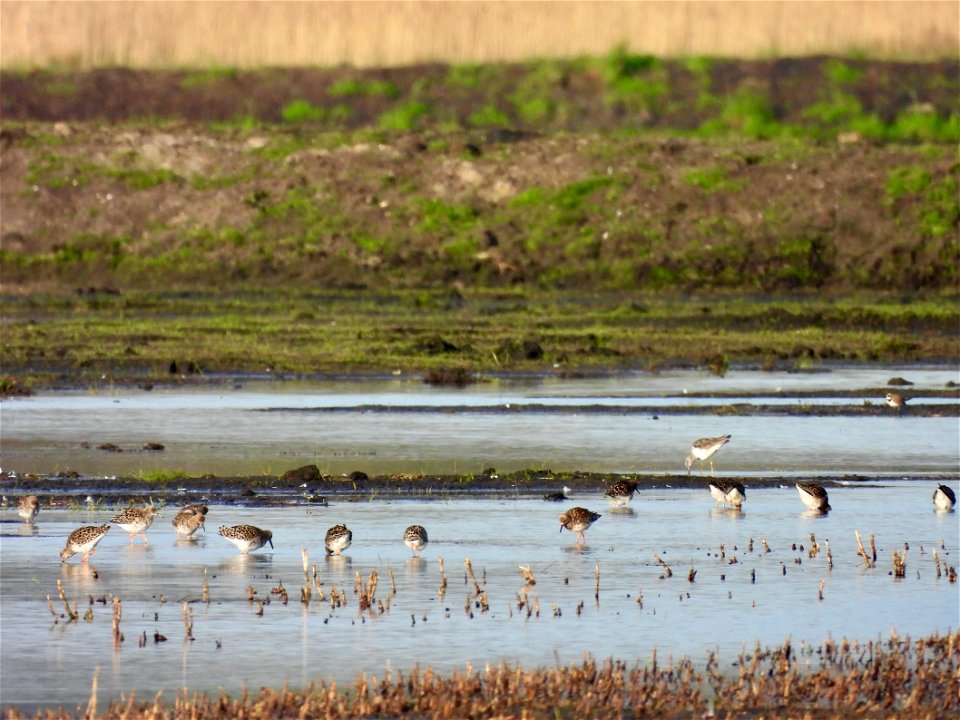 Kemphanen, groenpootruiter, kleine plevier