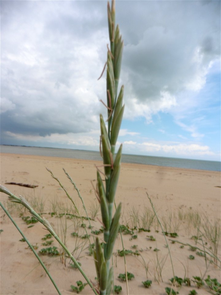Elytrigia juncea subsp. boreoatlantica (Simonet & Guin.) Hyl., 1953