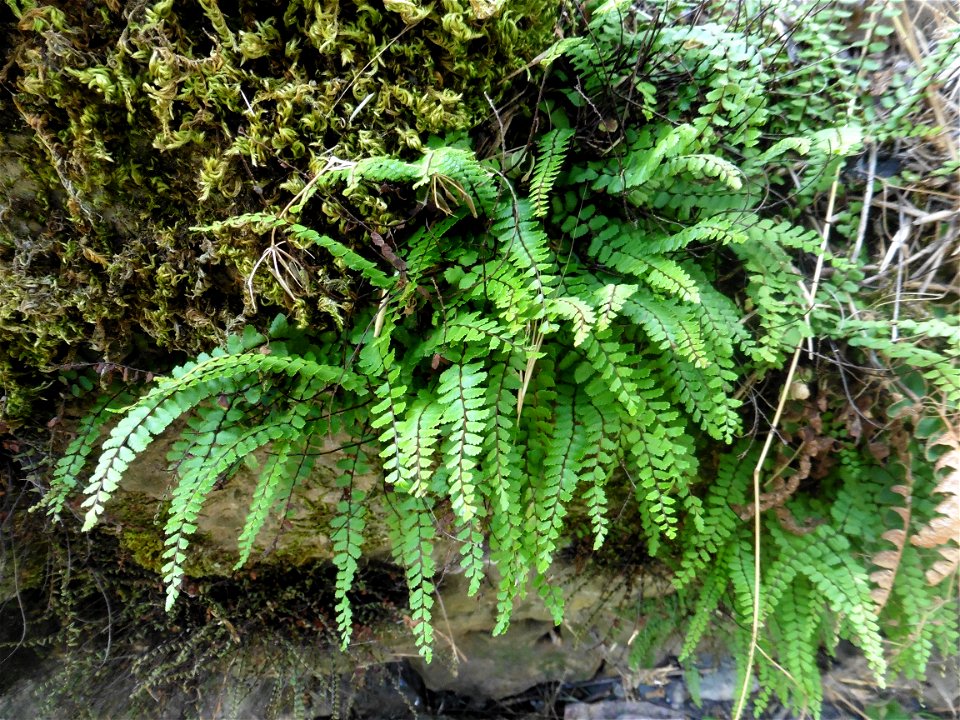 Asplenium trichomanes subsp. quadrivalens D.E.Mey., 1964