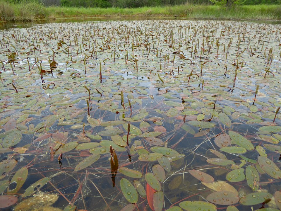 Potamogeton polygonifolius Pourr., 1788