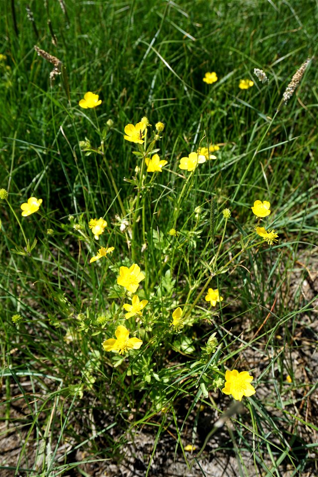 Ranunculus sardous Crantz, 1763