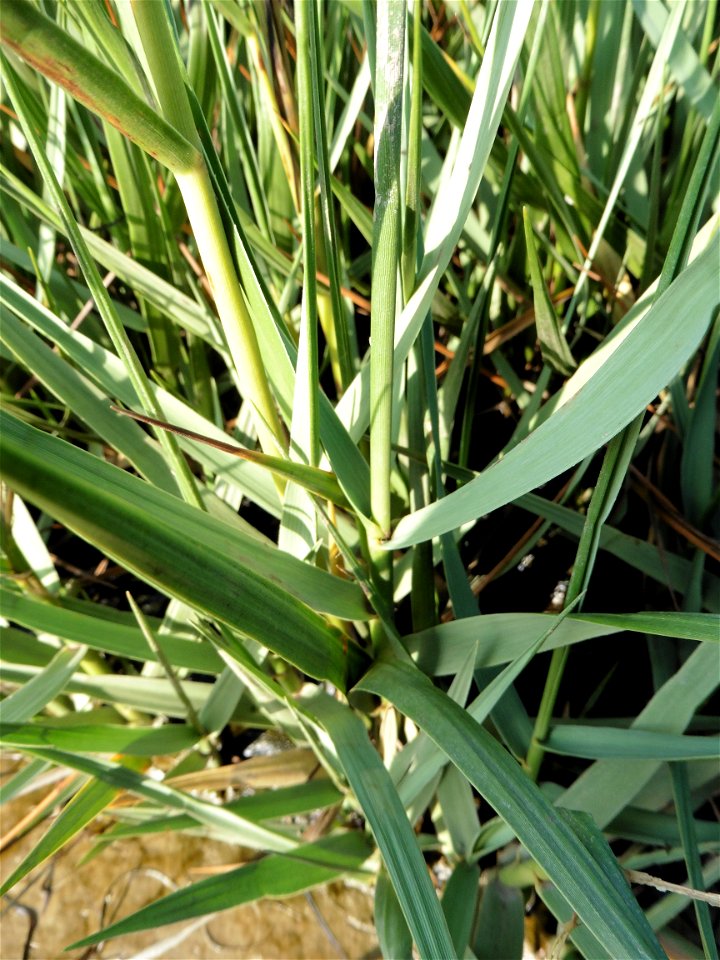 Spartina anglica C.E.Hubb., 1978