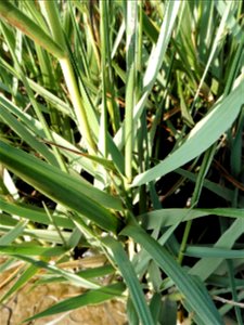 Spartina anglica C.E.Hubb., 1978