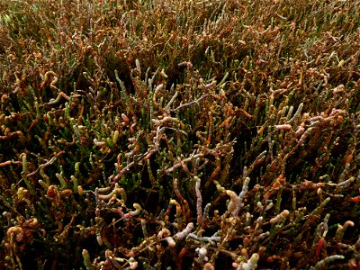 Sarcocornia perennis (Mill.) A.J.Scott, 1978