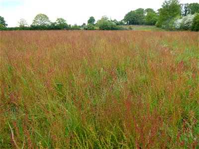 Rumex acetosella L., 1753
