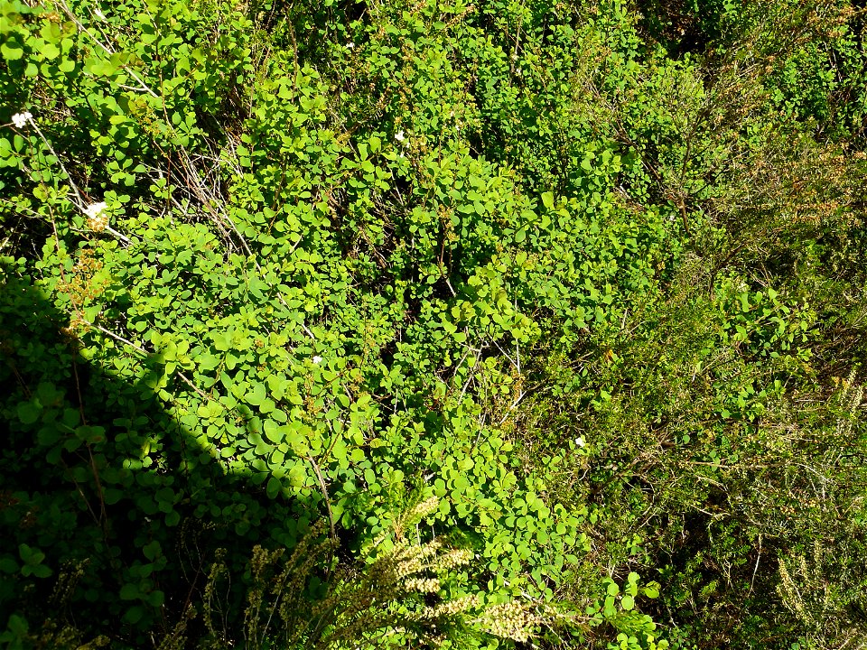 Spiraea hypericifolia subsp. obovata (Waldst. & Kit. ex Willd.) H.Huber, 1964
