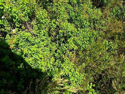 Spiraea hypericifolia subsp. obovata (Waldst. & Kit. ex Willd.) H.Huber, 1964