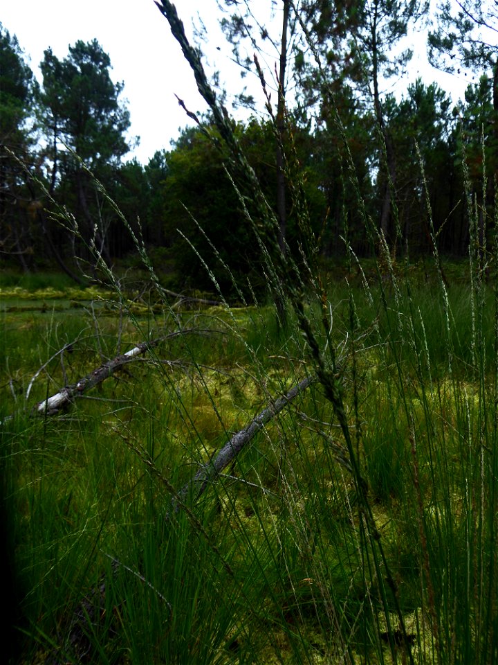 Molinia caerulea (L.) Moench, 1794