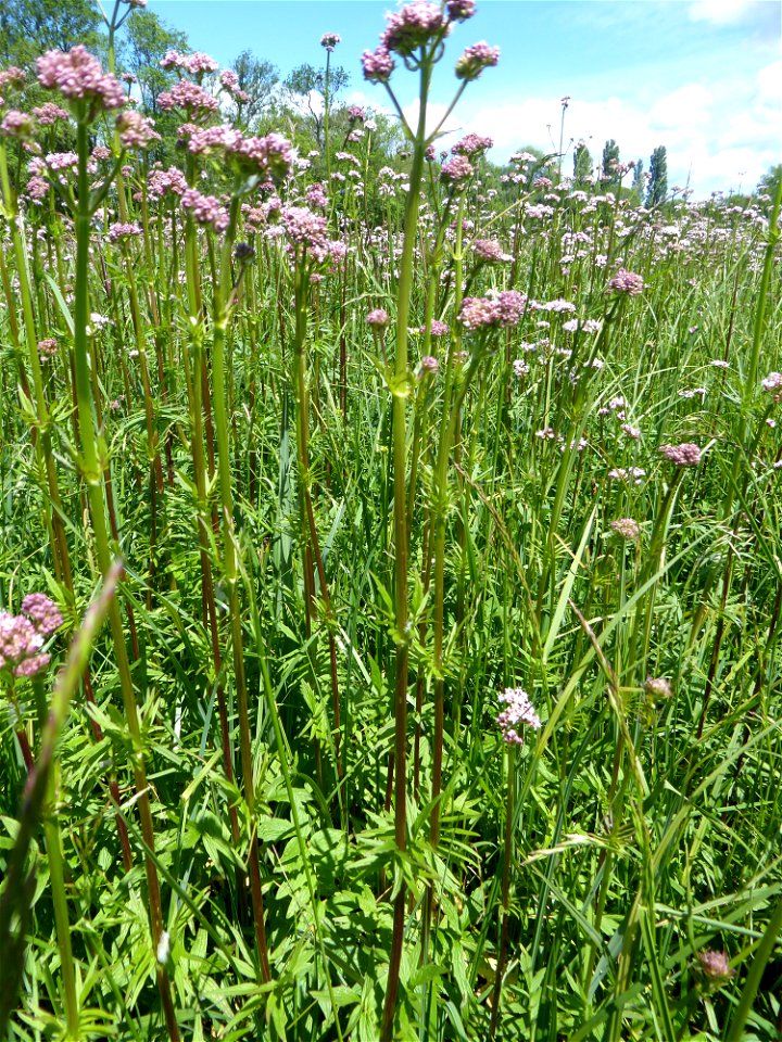 Valeriana officinalis L., 1753
