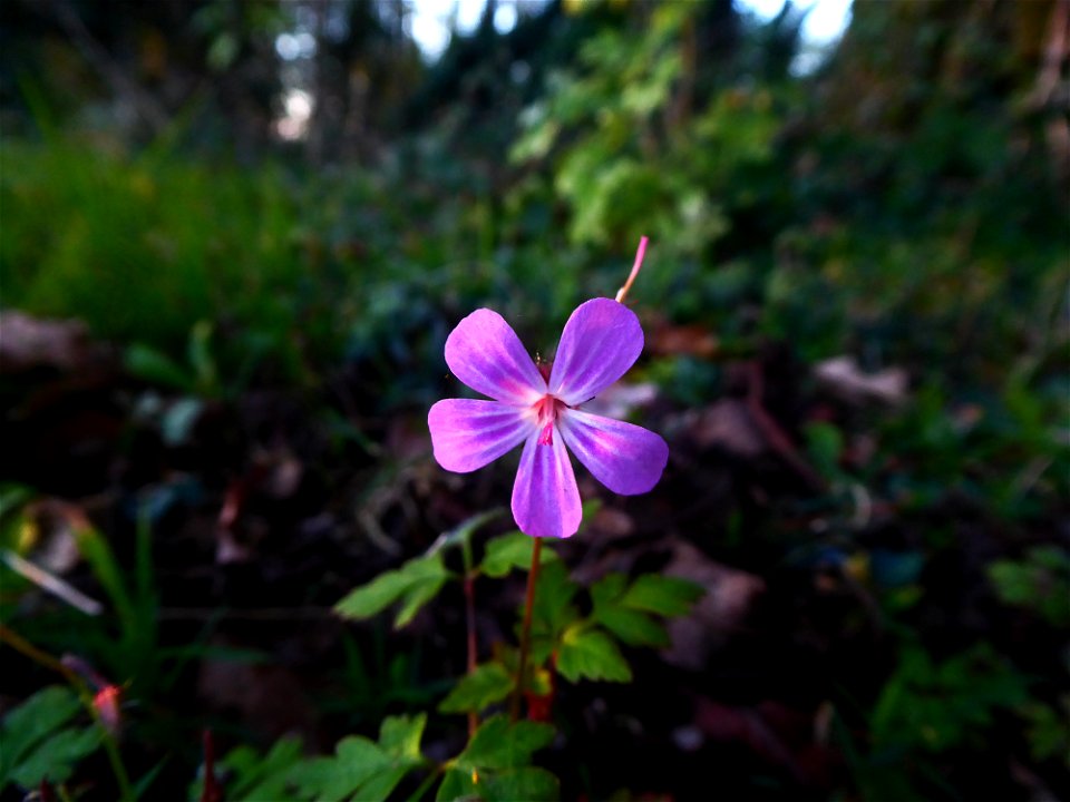 Geranium robertianum L., 1753