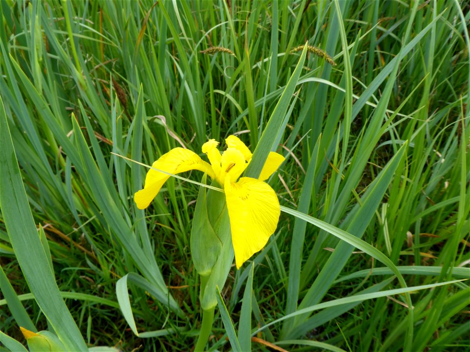 Iris pseudacorus L., 1753