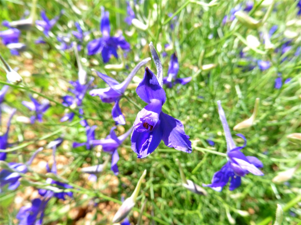 Delphinium consolida L., 1753