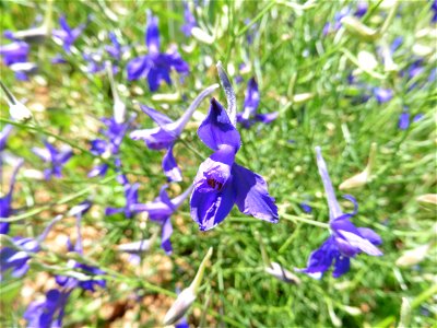 Delphinium consolida L., 1753