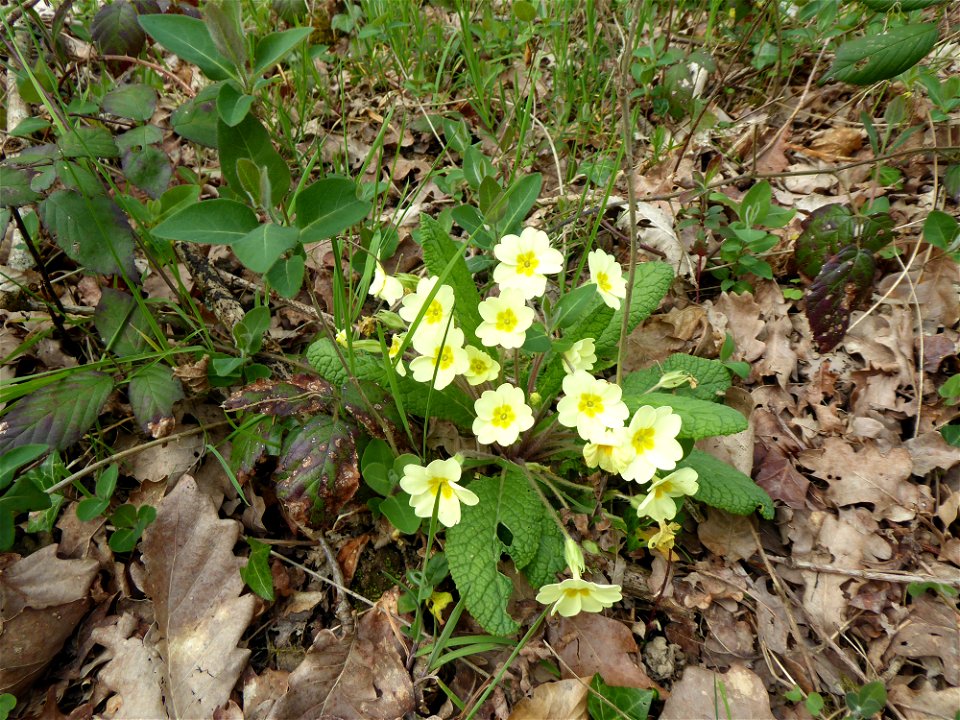 Primula vulgaris Huds., 1762