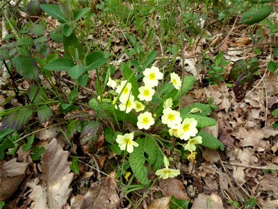 Primula vulgaris Huds., 1762