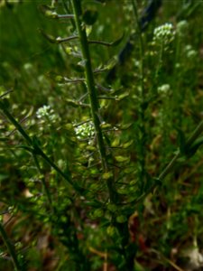 Lepidium campestre (L.) W.T.Aiton, 1812