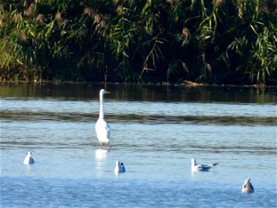 Grote zilverreiger