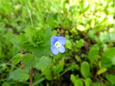Veronica persica Poir., 1808