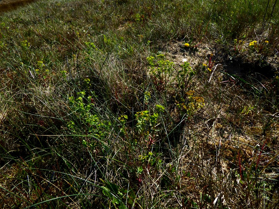 Euphorbia segetalis subsp. portlandica (L.) Litard., 1936