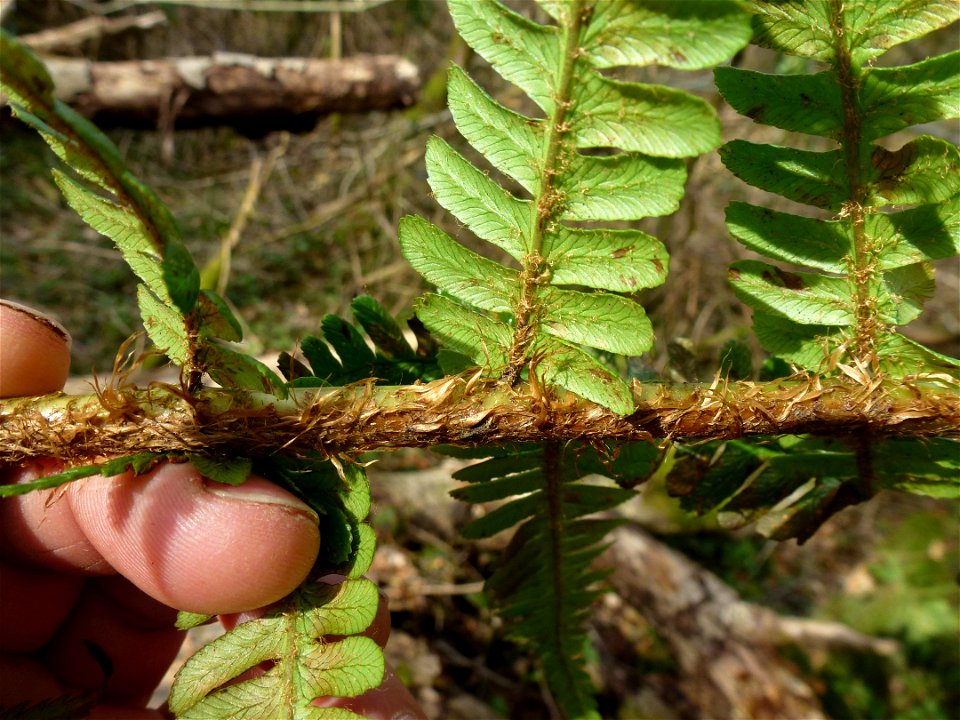 Dryopteris affinis (Lowe) Fraser-Jenk., 1979