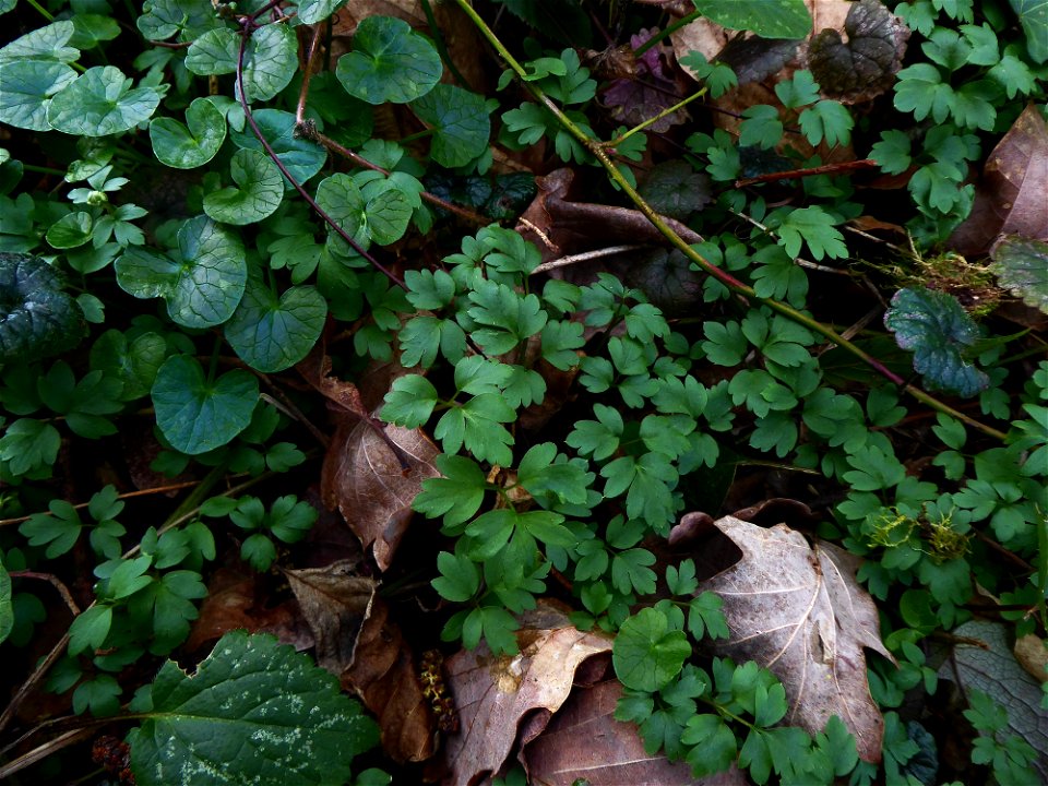 Adoxa moschatellina L., 1753