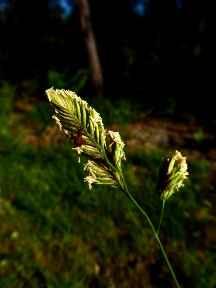 Dactylis glomerata L., 1753