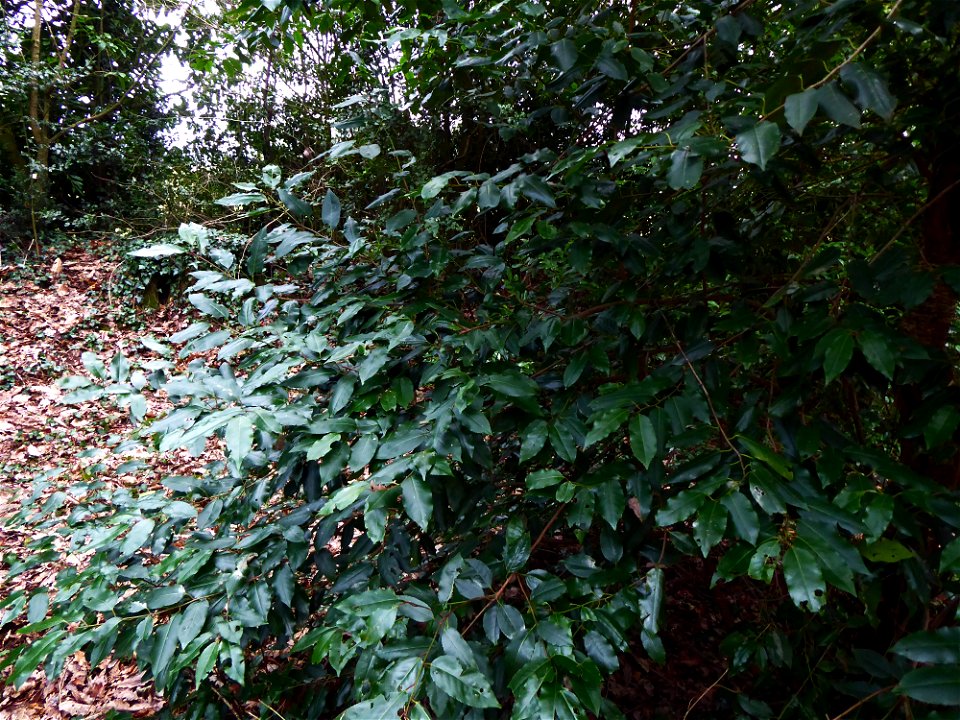 Prunus L., 1753
