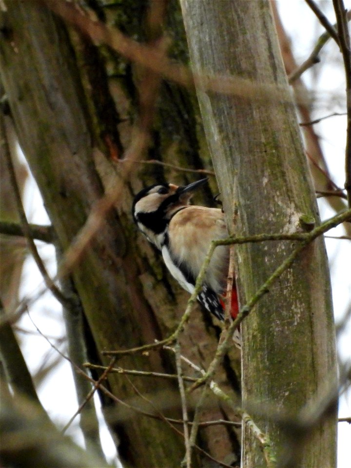 Grote bonte specht