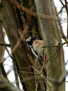 Grote bonte specht