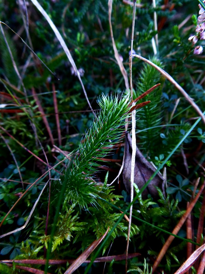 Lycopodium clavatum L., 1753