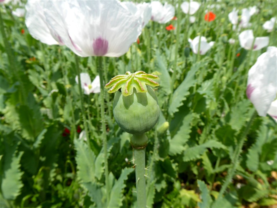 Papaver somniferum L., 1753