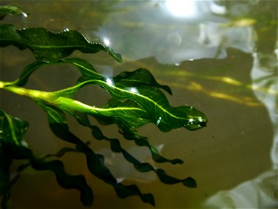 Potamogeton crispus L., 1753