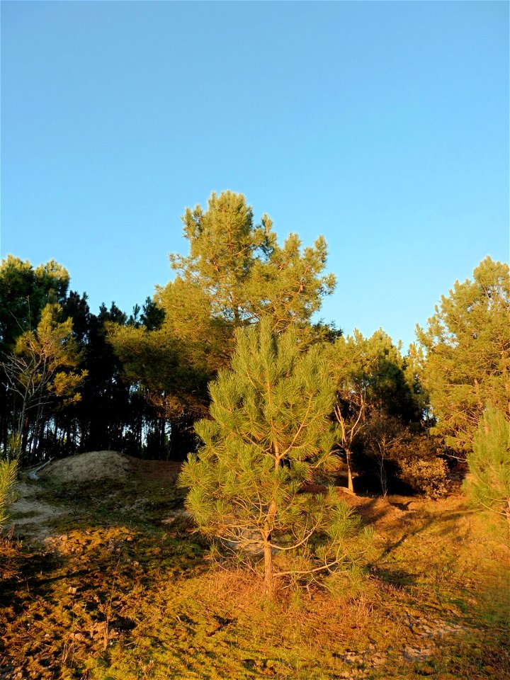 Pinus pinaster Aiton, 1789