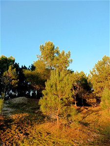 Pinus pinaster Aiton, 1789 photo