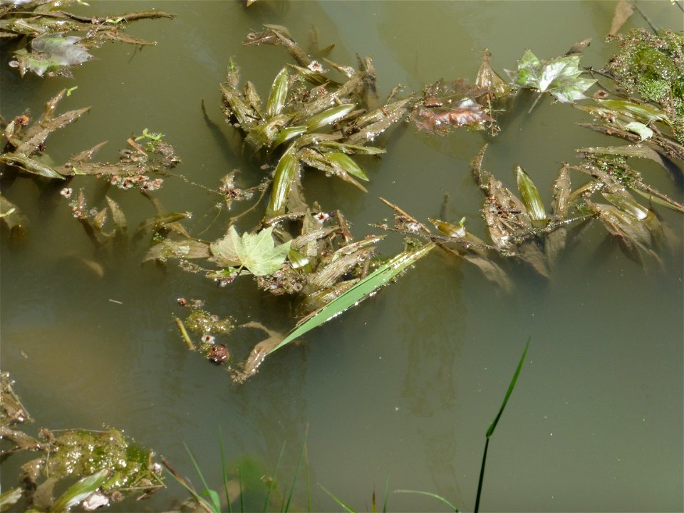 Potamogeton nodosus Poir., 1816
