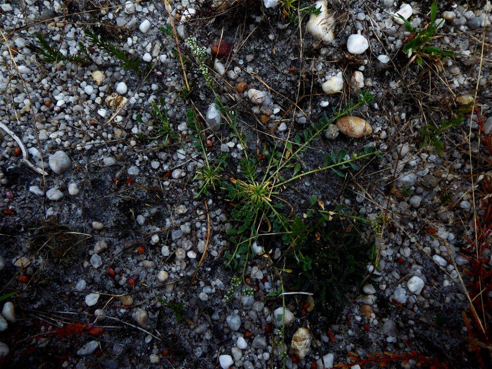 Corrigiola telephiifolia Pourr., 1788